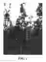 Fig. 02 - Apple tree named 