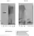 Fig. 09 - Methods of raising crustaceans in low salinity water