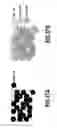 Fig. 48 - Ink jet printing apparatus and printing method