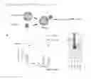 Fig. 02 - Post release modification of viral envelopes
