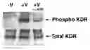 Fig. 01 - Multivalent constructs for therapeutic and diagnostic applications