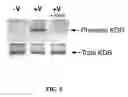 Fig. 06 - Multivalent constructs for therapeutic and diagnostic applications