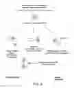 Fig. 08 - T CELL RECEPTOR FUSIONS AND CONJUGATES AND METHODS OF USE THERE OF