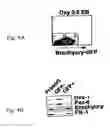 Fig. 05 - MESENDODERM AND MESODERM CELL POPULATIONS