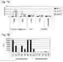 Fig. 02 - Immunomodulating gene therapy