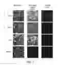 Fig. 02 - Compositions and methods for the therapy and diagnosis of influenza
