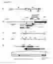 Fig. 02 - Viral vectors and their use in therapeutic methods