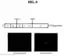 Fig. 07 - Rabies virus vector systems and compositions and methods thereof