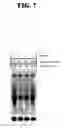 Fig. 08 - Rabies virus vector systems and compositions and methods thereof