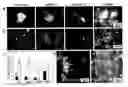 Fig. 01 - Method for differentiating embryonic stem cells into cells expressing AQP-1