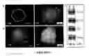 Fig. 02 - Method for differentiating embryonic stem cells into cells expressing AQP-1