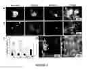 Fig. 03 - Method for differentiating embryonic stem cells into cells expressing AQP-1