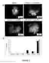 Fig. 06 - Method for differentiating embryonic stem cells into cells expressing AQP-1