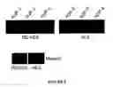 Fig. 09 - Method for differentiating embryonic stem cells into cells expressing AQP-1