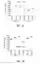 Fig. 07 - VACCINE COMPOSITION CONTAINING SYNTHETIC ADJUVANT
