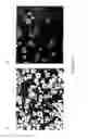 Fig. 11 - Wheat with altered branching enzyme activity and starch and starch containing products derived therefrom