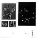 Fig. 20 - Wheat with altered branching enzyme activity and starch and starch containing products derived therefrom