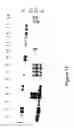 Fig. 24 - Wheat with altered branching enzyme activity and starch and starch containing products derived therefrom