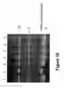 Fig. 25 - Wheat with altered branching enzyme activity and starch and starch containing products derived therefrom