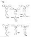 Fig. 02 - Electrolyte composition, solid electrolyte membrane, solid polymer fuel cell and manufacturing method for solid electrolyte membrane