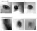 Fig. 01 - REPLICATION PROTEIN