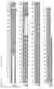 Fig. 03 - REPLICATION PROTEIN