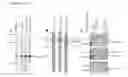 Fig. 07 - REPLICATION PROTEIN