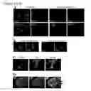 Fig. 08 - REPLICATION PROTEIN