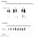 Fig. 07 - Production of Foreign Nucleic Acids and Polypeptides in Sprout Systems