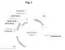 Fig. 02 - Processing enzymes fused to basic protein tags
