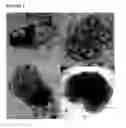 Fig. 02 - Method for micropropagation of monocots based on sustained totipotent cell cultures