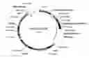 Fig. 01 - Optimized high yield synthetic plasmids