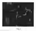 Fig. 04 - Enriched pancreatic stem cell and progenitor cell populations, and methods for identifying, isolating and enriching for such populations