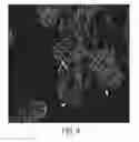 Fig. 05 - Enriched pancreatic stem cell and progenitor cell populations, and methods for identifying, isolating and enriching for such populations