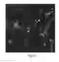 Fig. 07 - Enriched pancreatic stem cell and progenitor cell populations, and methods for identifying, isolating and enriching for such populations