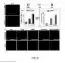 Fig. 08 - Compositions and methods for promoting the generation of PDX1+ pancreatic cells