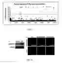 Fig. 09 - Compositions and methods for promoting the generation of PDX1+ pancreatic cells
