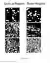 Fig. 04 - Biomimetic cell scaffolds