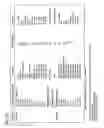 Fig. 49 - SSEA-3 pluripotent stem cell isolated from body tissue
