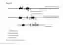 Fig. 02 - Method of enhancing homologous recombination of somatic cells and method of constructing specific antibody
