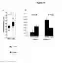 Fig. 22 - Phage microarray profiling of the humoral response to disease
