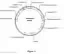 Fig. 05 - Actin regulatory elements for use in plants