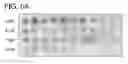 Fig. 07 - PROMOTER DETECTION AND ANALYSIS