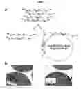 Fig. 03 - METHODS AND COMPOSITIONS FOR TRANSLATIONAL PROFILING AND MOLECULAR PHENOTYPING
