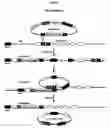 Fig. 06 - METHODS AND COMPOSITIONS FOR TRANSLATIONAL PROFILING AND MOLECULAR PHENOTYPING