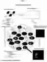 Fig. 07 - METHODS AND COMPOSITIONS FOR TRANSLATIONAL PROFILING AND MOLECULAR PHENOTYPING