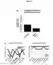 Fig. 22 - METHODS AND COMPOSITIONS FOR TRANSLATIONAL PROFILING AND MOLECULAR PHENOTYPING