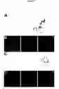 Fig. 28 - METHODS AND COMPOSITIONS FOR TRANSLATIONAL PROFILING AND MOLECULAR PHENOTYPING