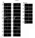 Fig. 34 - METHODS AND COMPOSITIONS FOR TRANSLATIONAL PROFILING AND MOLECULAR PHENOTYPING