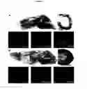 Fig. 41 - METHODS AND COMPOSITIONS FOR TRANSLATIONAL PROFILING AND MOLECULAR PHENOTYPING